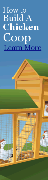 160x600-chicken-coop-vertical-banner