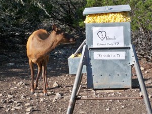 Popcorn deer feeder