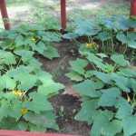 Squash Garden