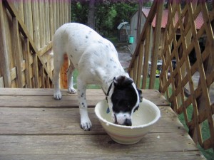 He licked the bowl of mashed potatoes clean