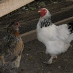 Older hens Cathy and Marvis