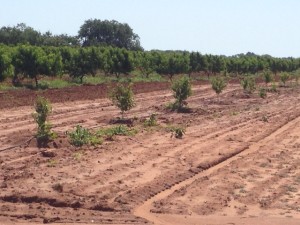 Baby Peach Trees