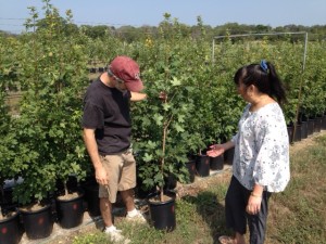 Bryan showing a Maple Tree