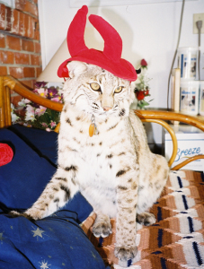 Bobby the Bobcat as a very unhappy Devil