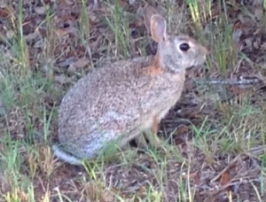 Cottontail