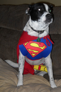 Bowie as SuperDog!