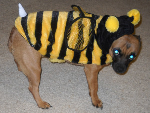 Starbucks as a plump little Bumble Bee